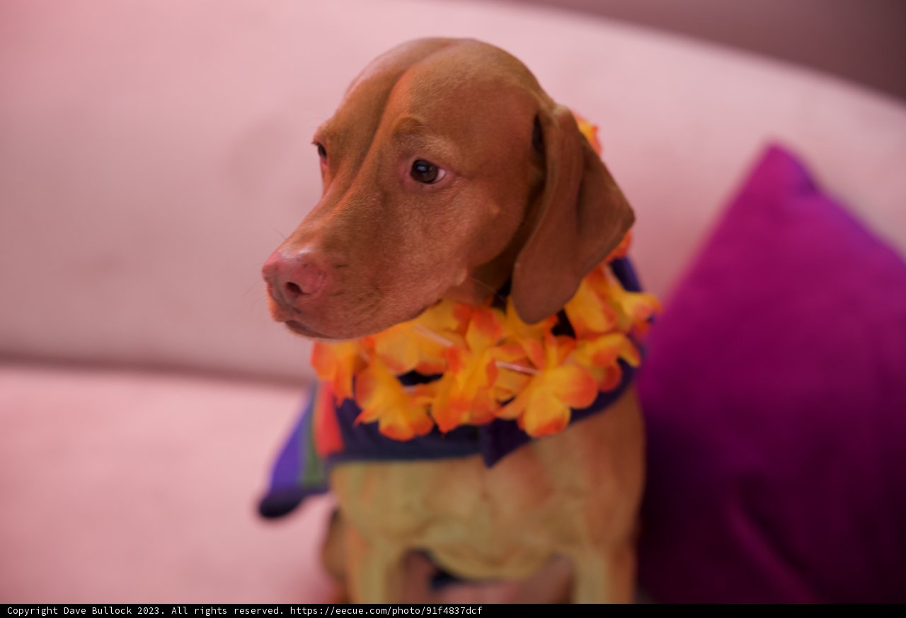 Aloha Spirit in Hi-Li's 5th Birthday Bash