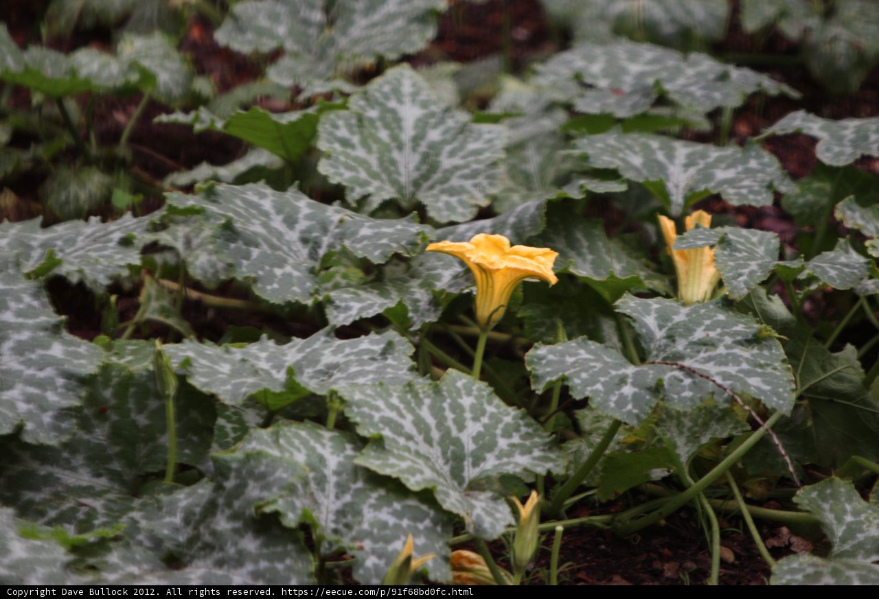 The Lone Yellow Blossom