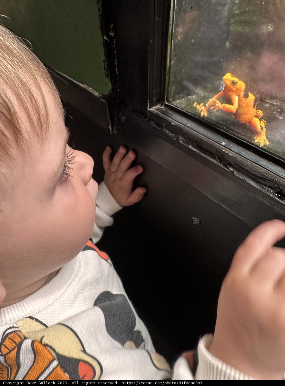 Baby's Fascination: Innocence Meets Aquatic Life