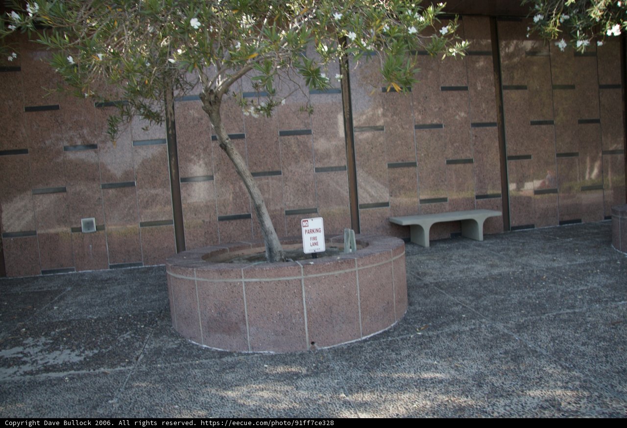 Big City Tree in a Planter
