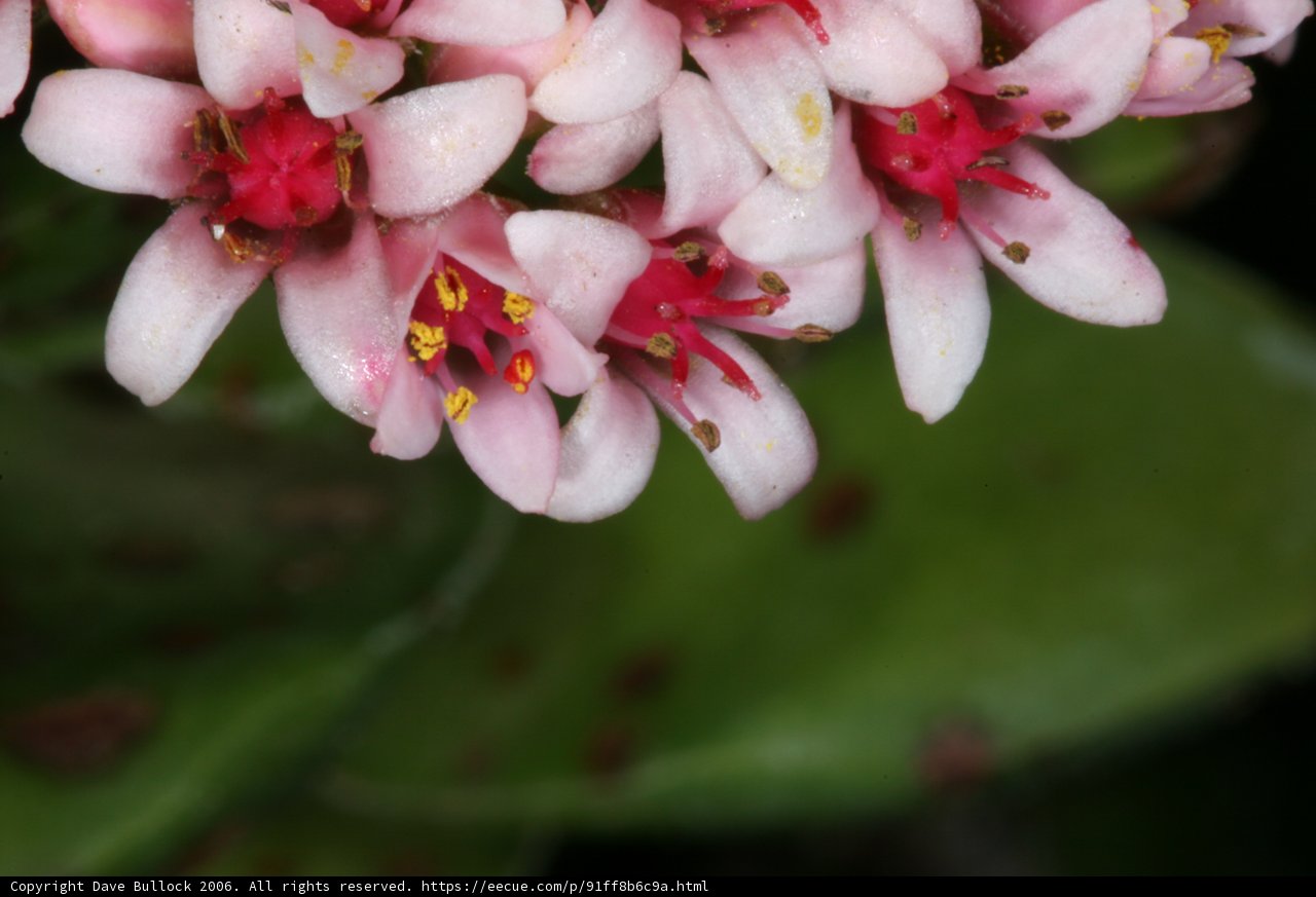 Pink Flower with Vibrant Red Stamens