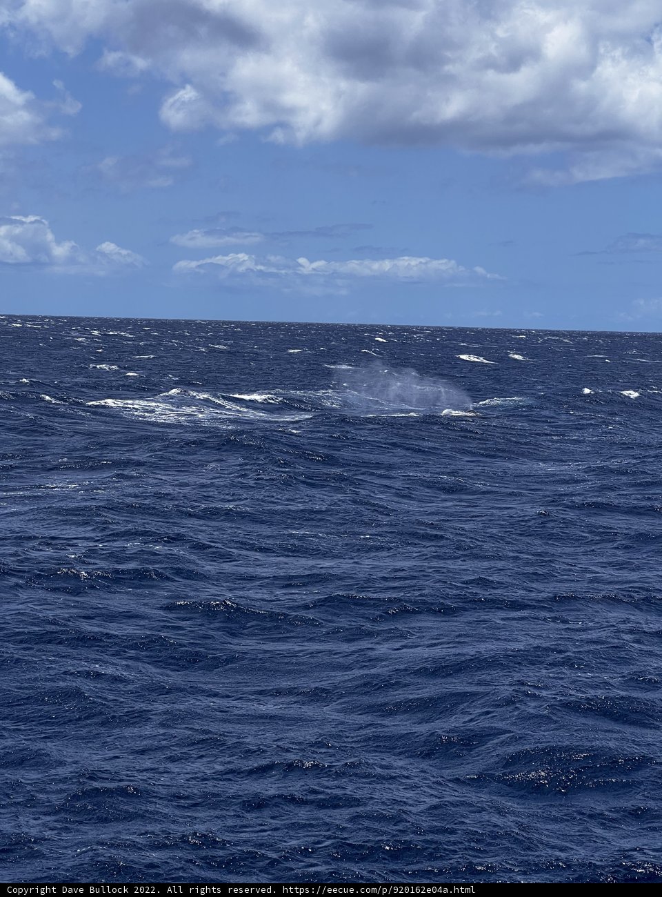 Majestic Humpback Breach