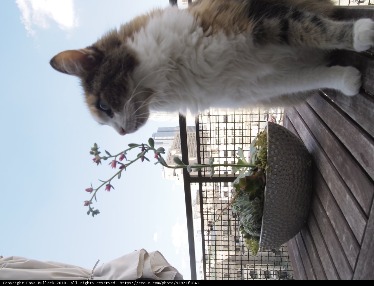 Feline Sunbathing on Wooden Deck