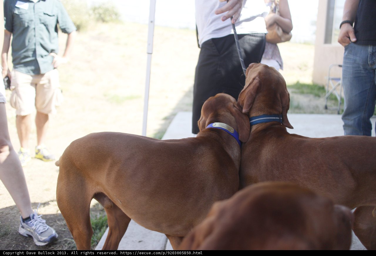 Canine Companions