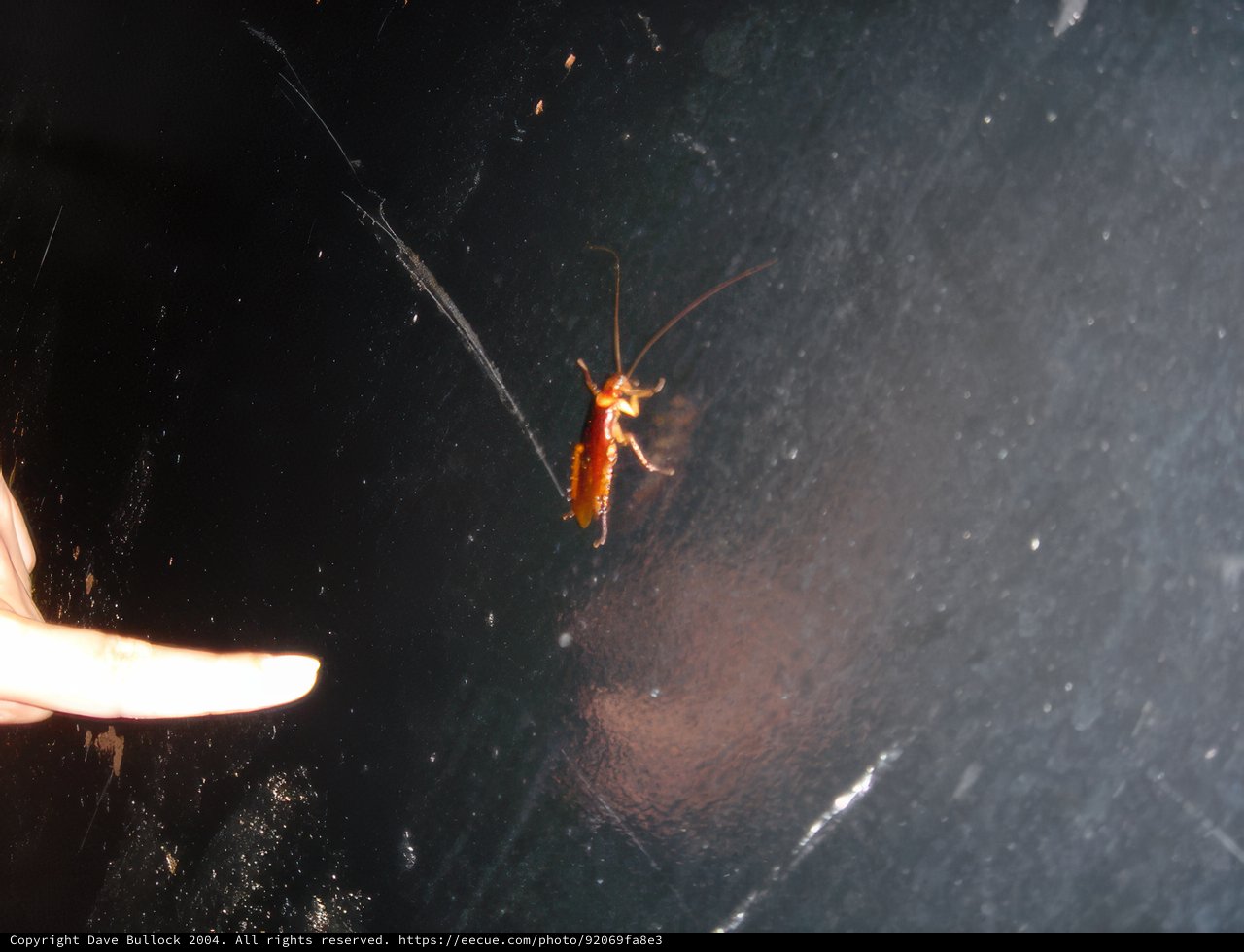 Unwanted Visitor