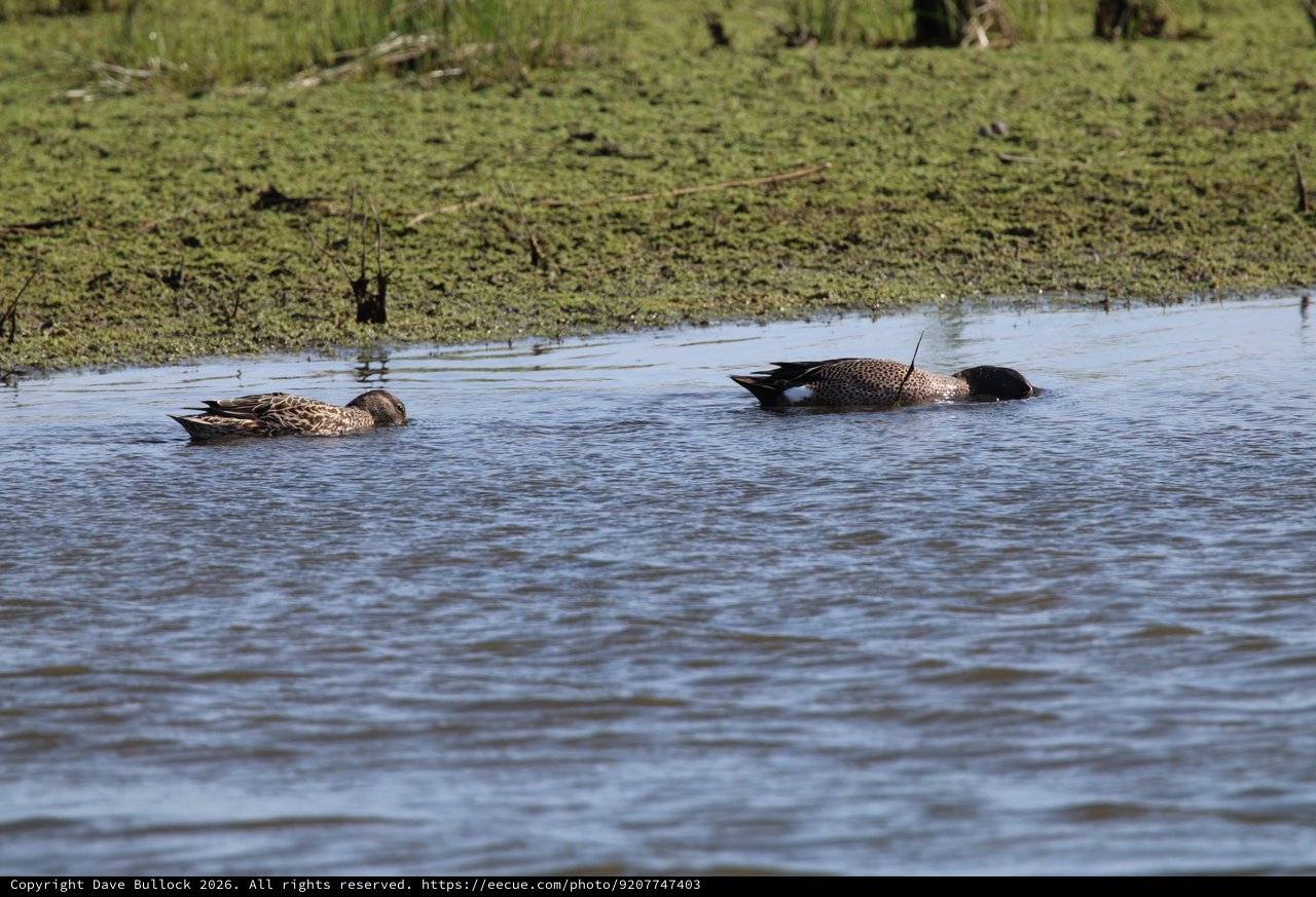 Blue-winged Teal Pair Swimming in Wetland Pond