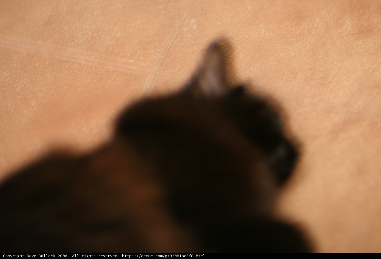 Lazy Cat on Wooden Flooring