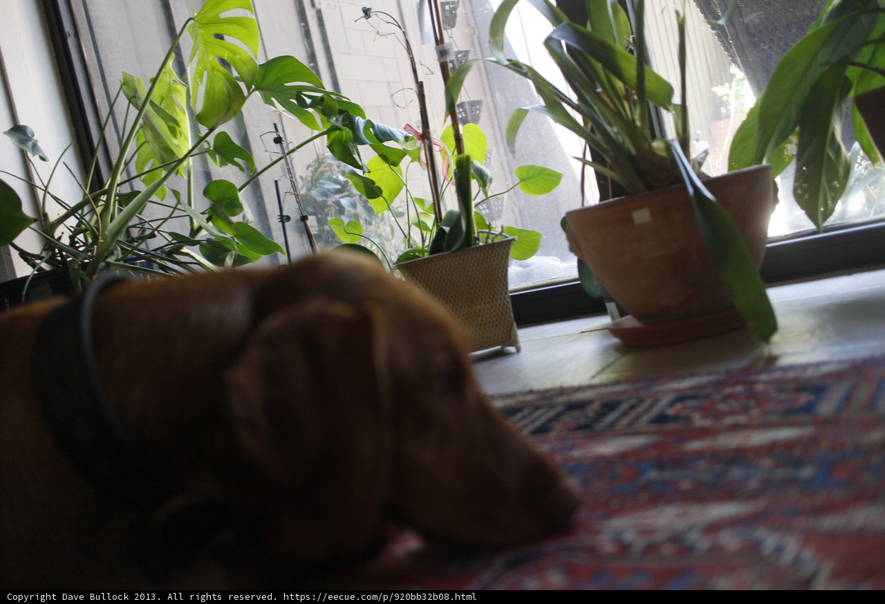 Canine Comfort