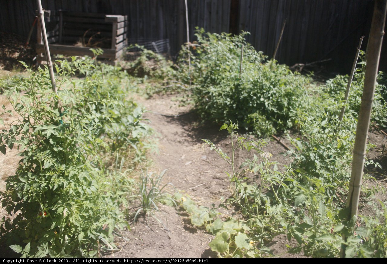Tomato Plants Thriving in Lush Garden Oasis