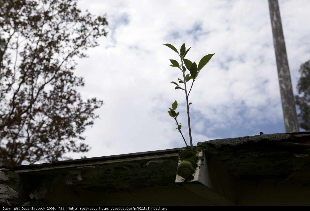 Rooftop Plant Reigning Supreme