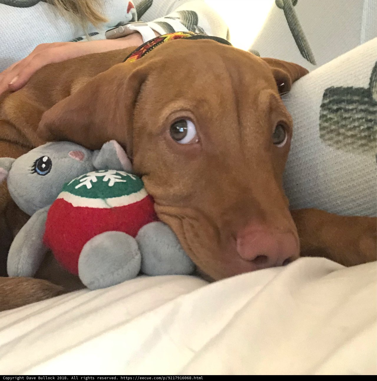 Furry Friends on the Bed