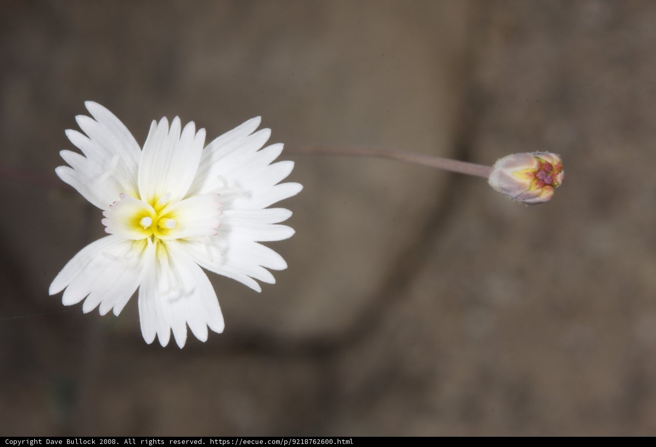 Lone Daisy on a Rock