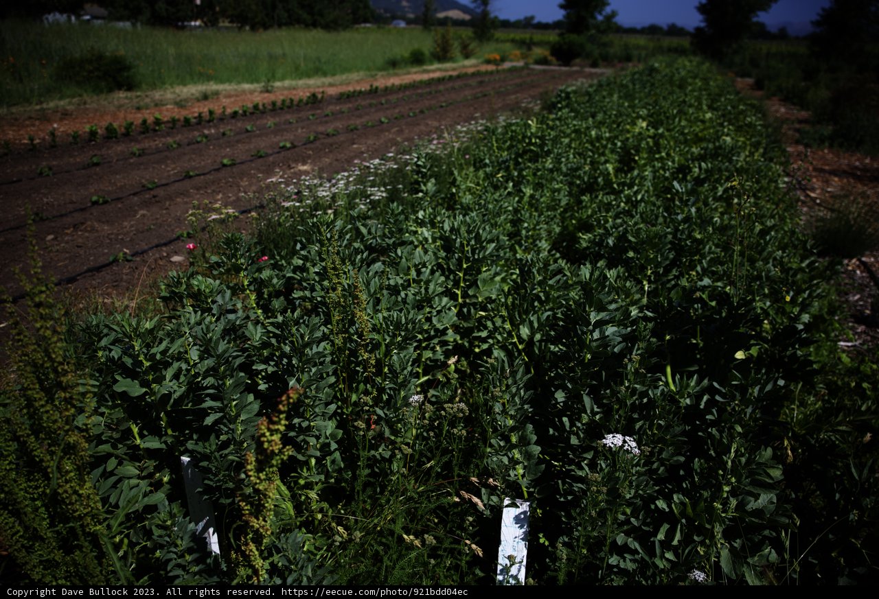Thriving White-Stemmed Plants in Regenerative Agriculture