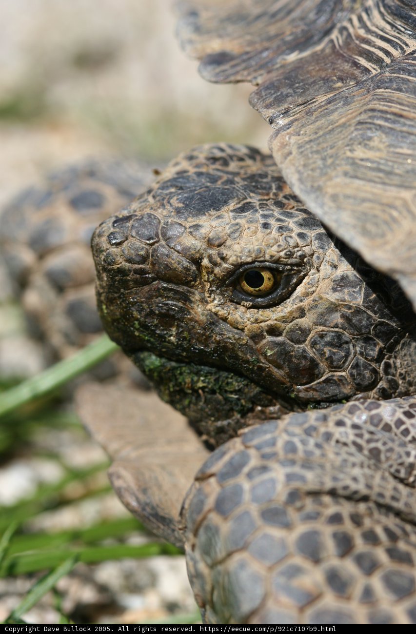 Up Close with a Tortoise