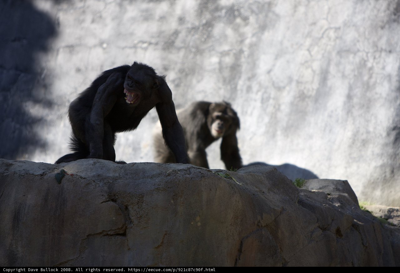Two Chimps Standing on Rocks