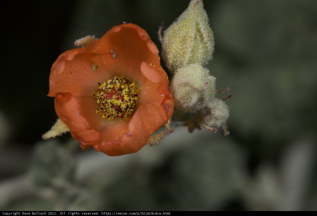 Orange Bloom