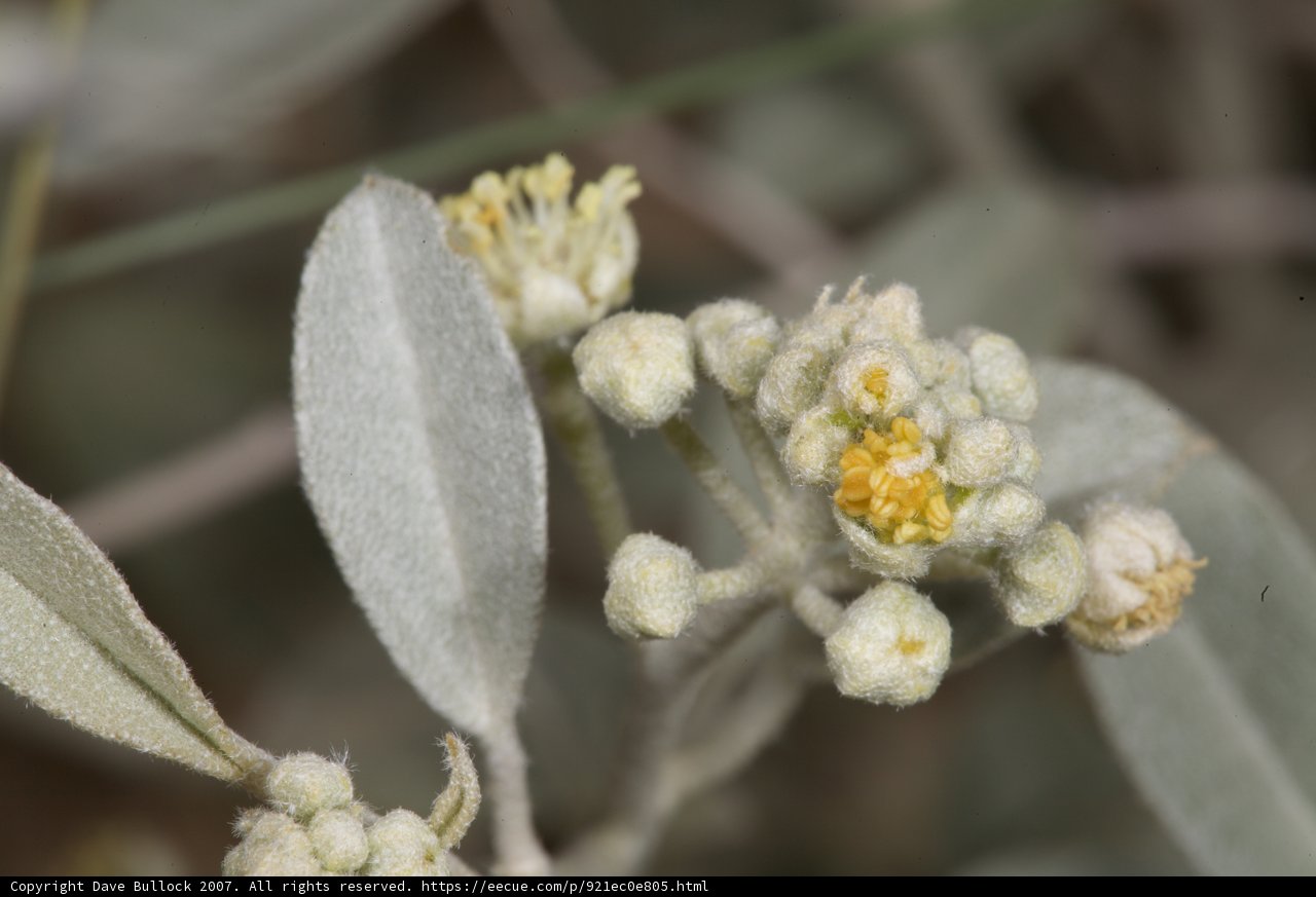Yellow Flower in the Desert