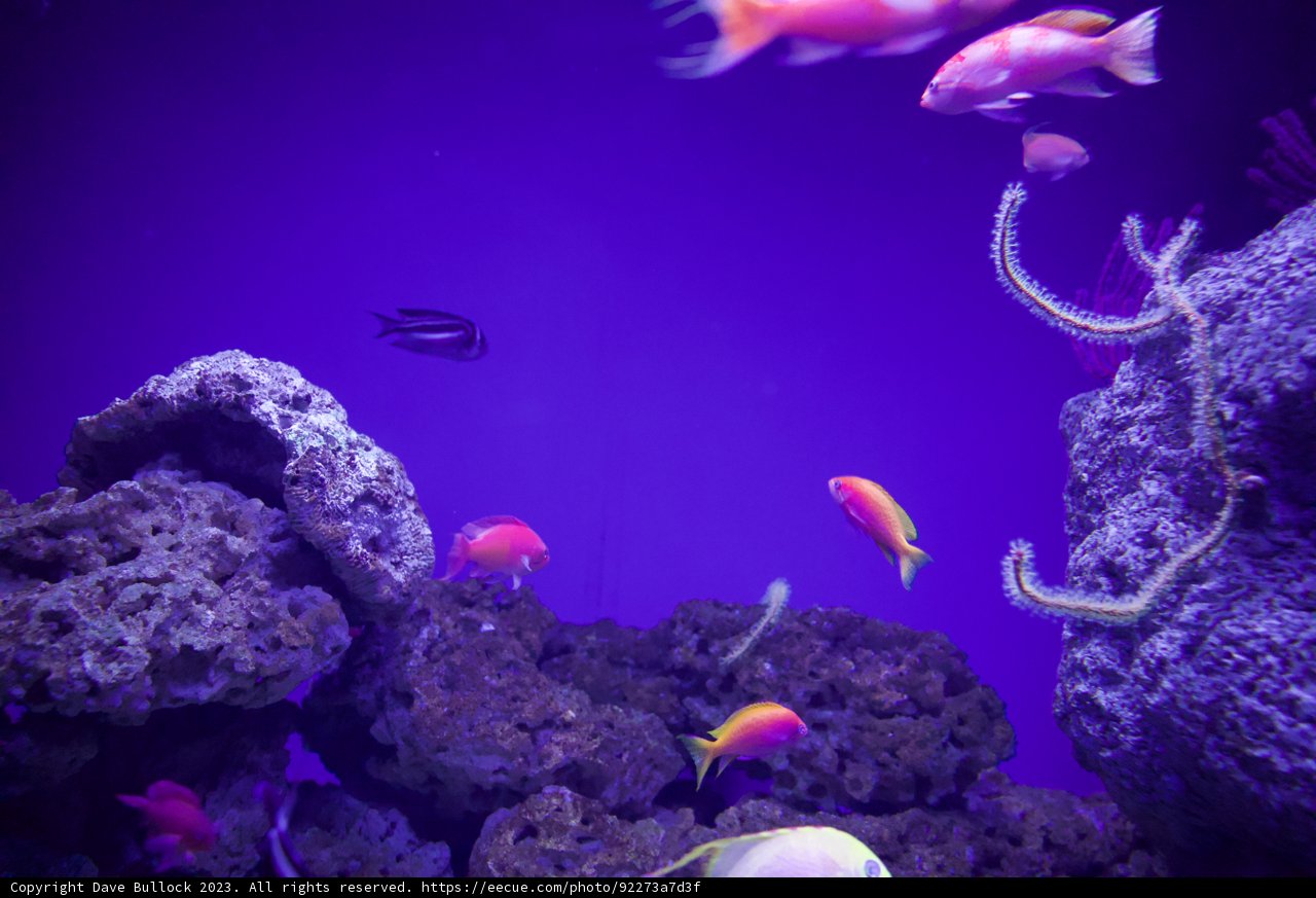 Underwater Wonderland: Vibrant Aquatic Life in Focus