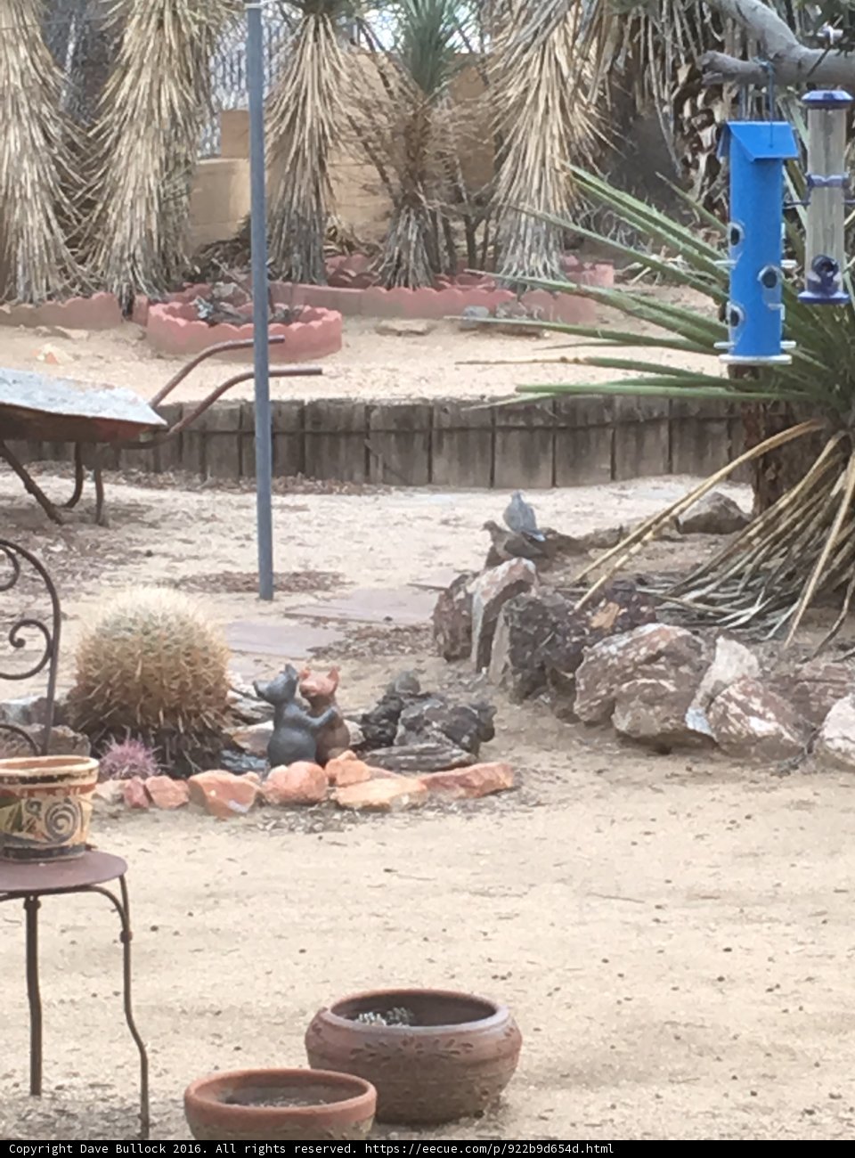 Desert Oasis