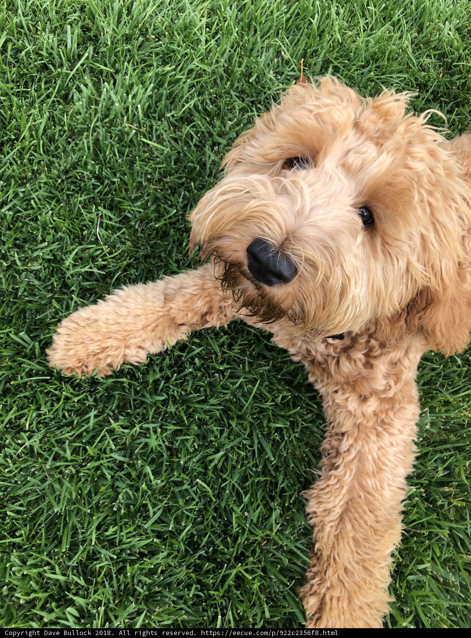 Relaxing on the Green