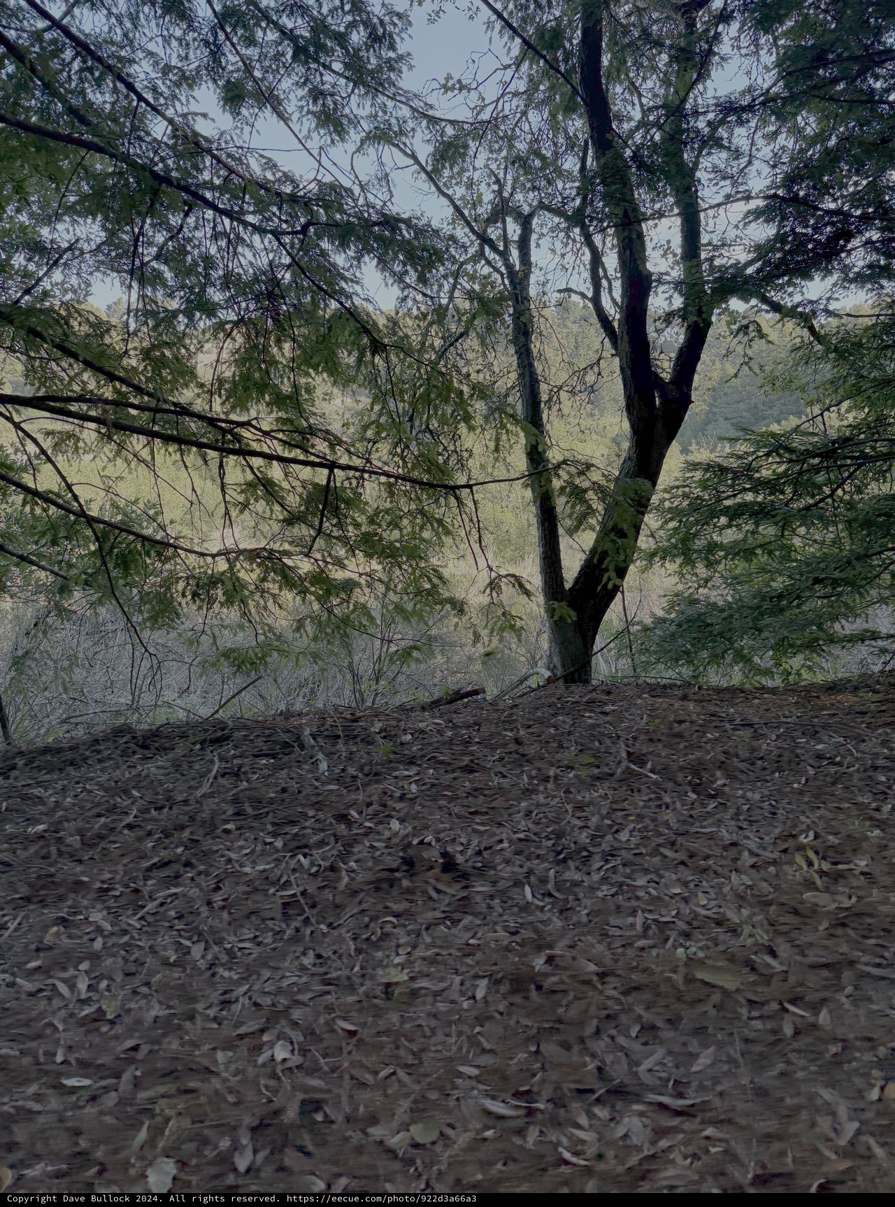 Solitary Tree in Misty Natural Setting