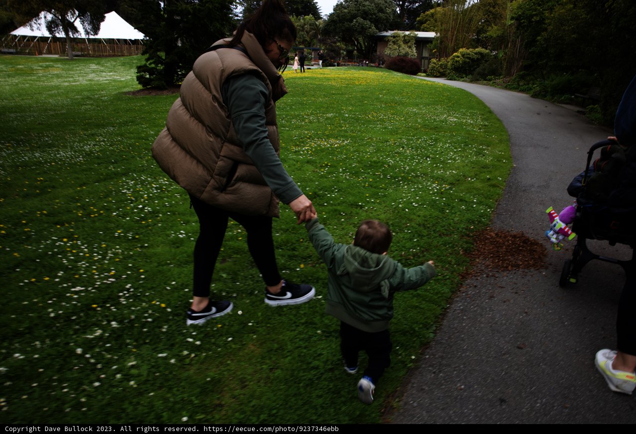Strolling through the San Francisco Botanical Garden