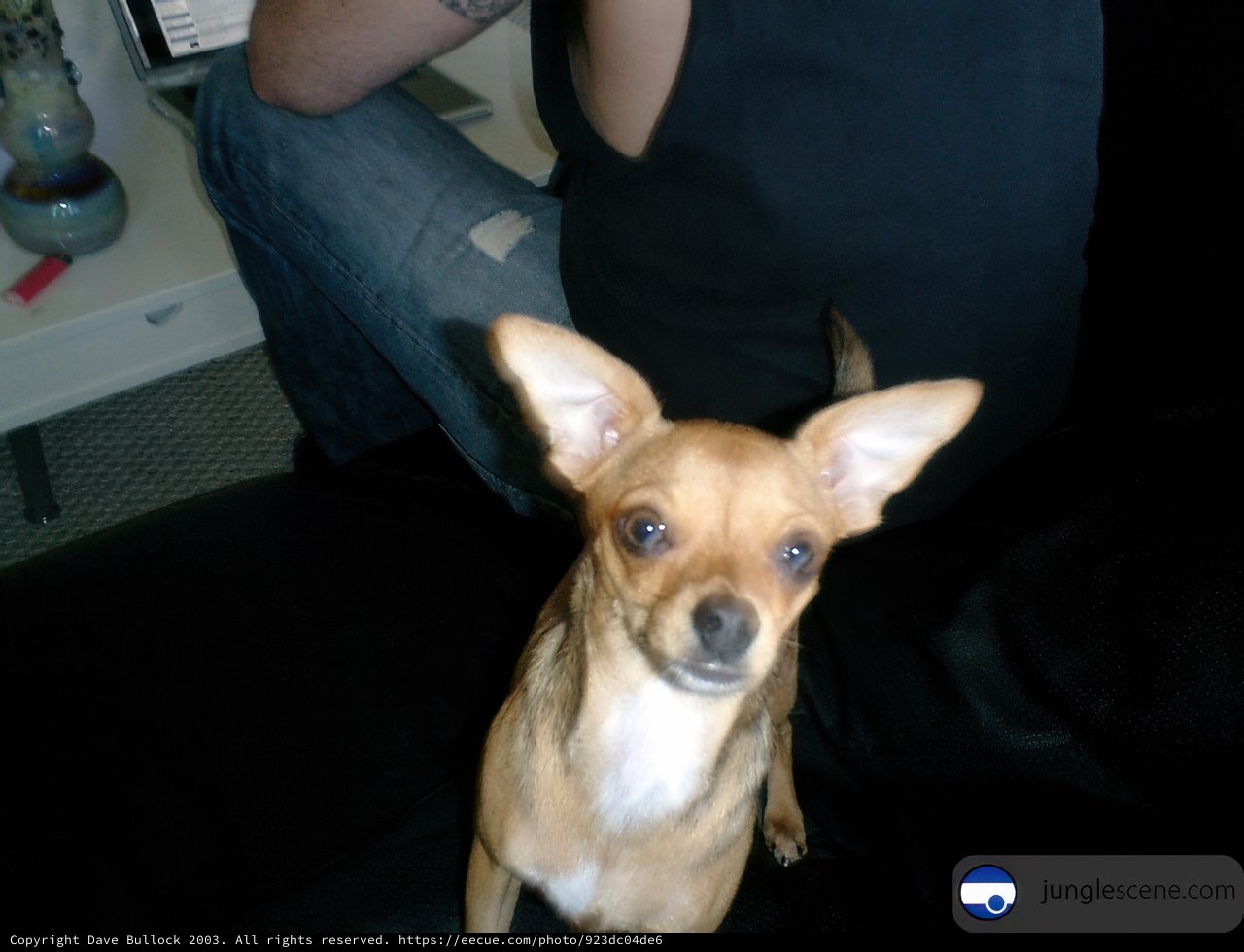 Tech-Savvy Chihuahua