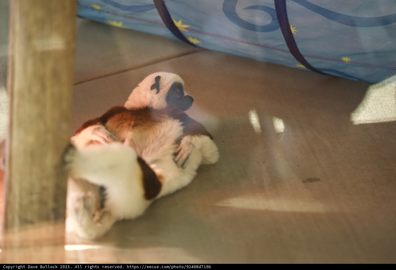 Cozy Comfort: An Afternoon at the SF Zoo