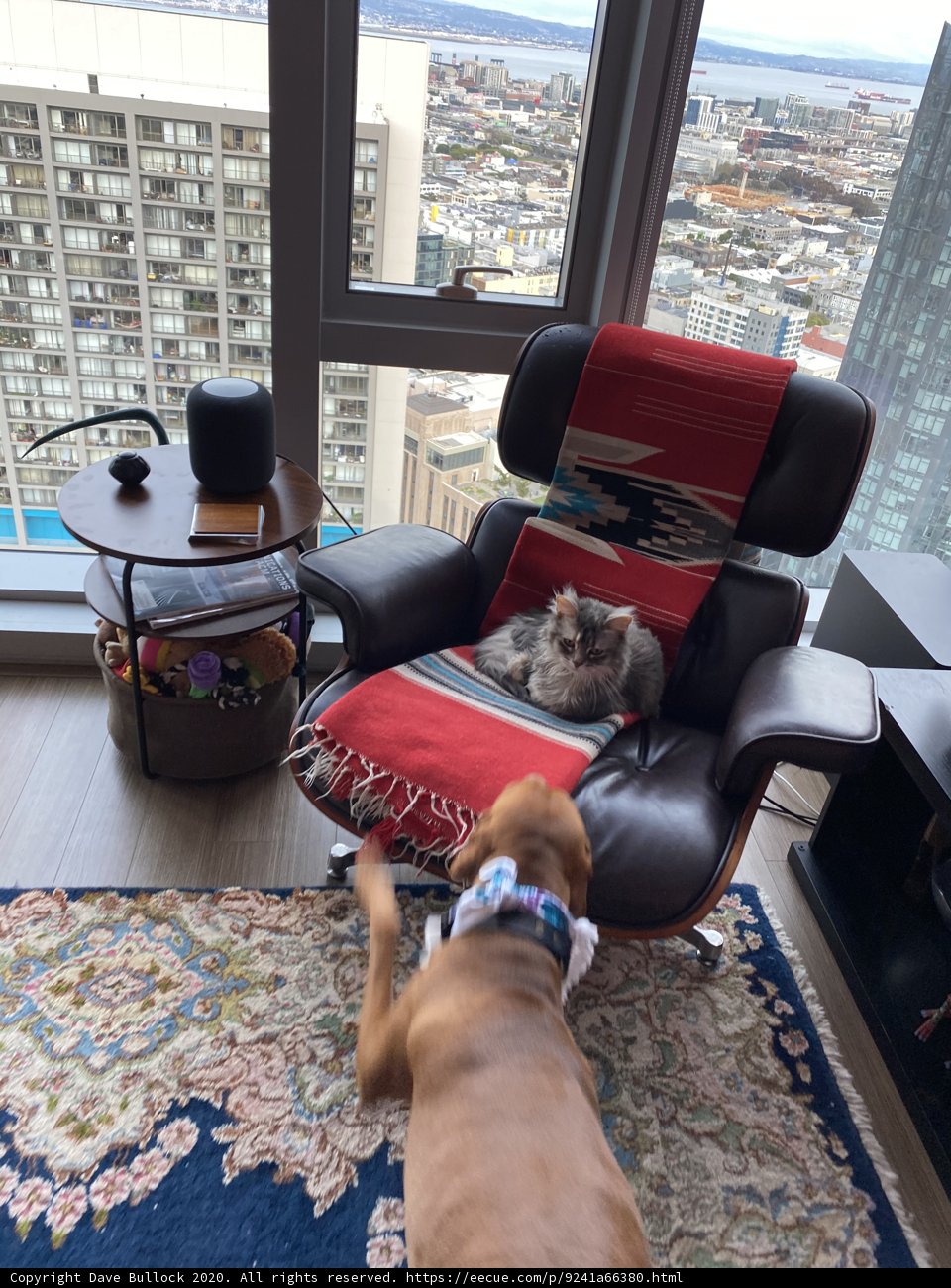 Furry Companions in a Stylish Living Room