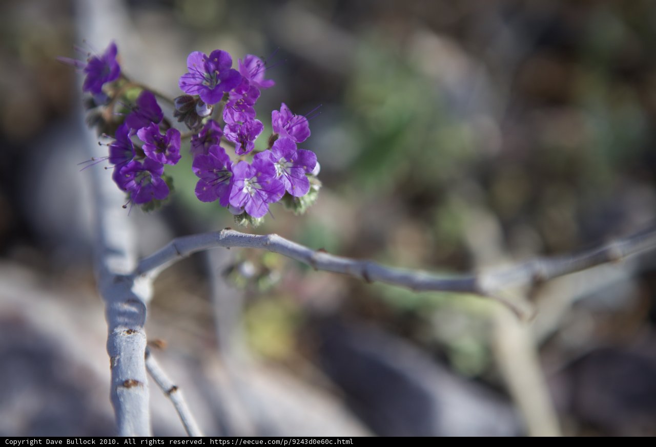 Vibrant Purple Flowers in the Desert