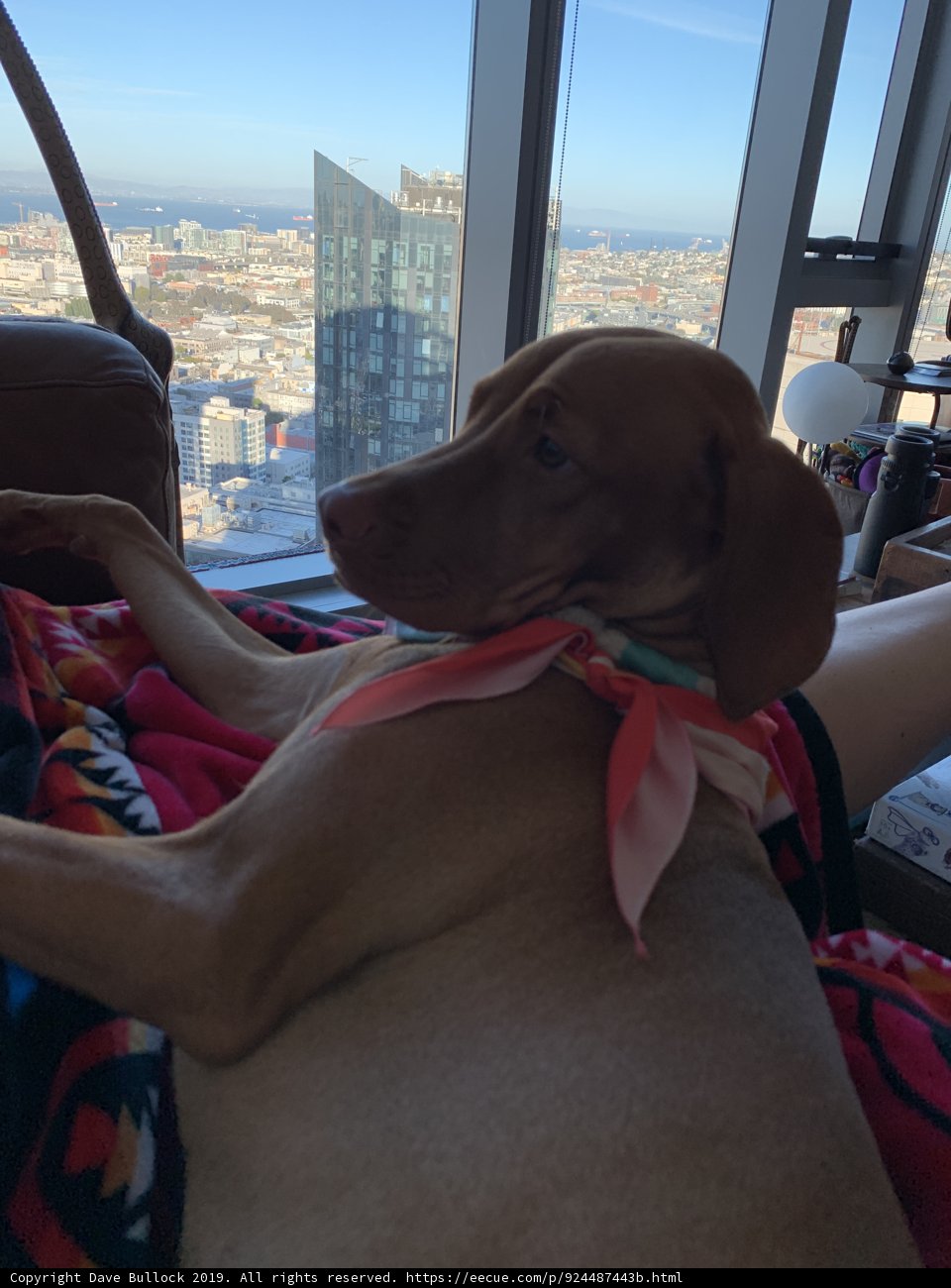 Urban Hound