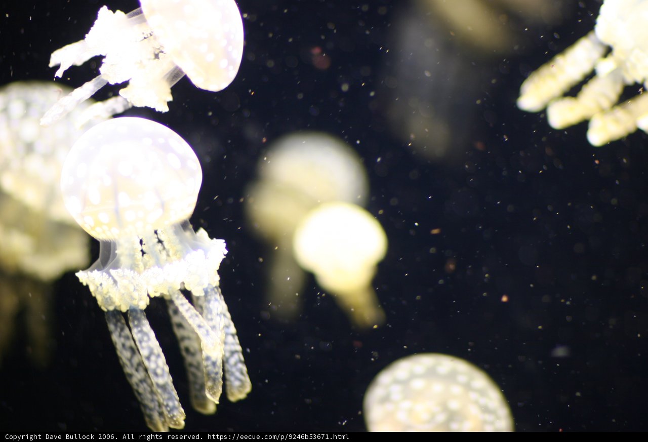 Ethereal Sea Creatures