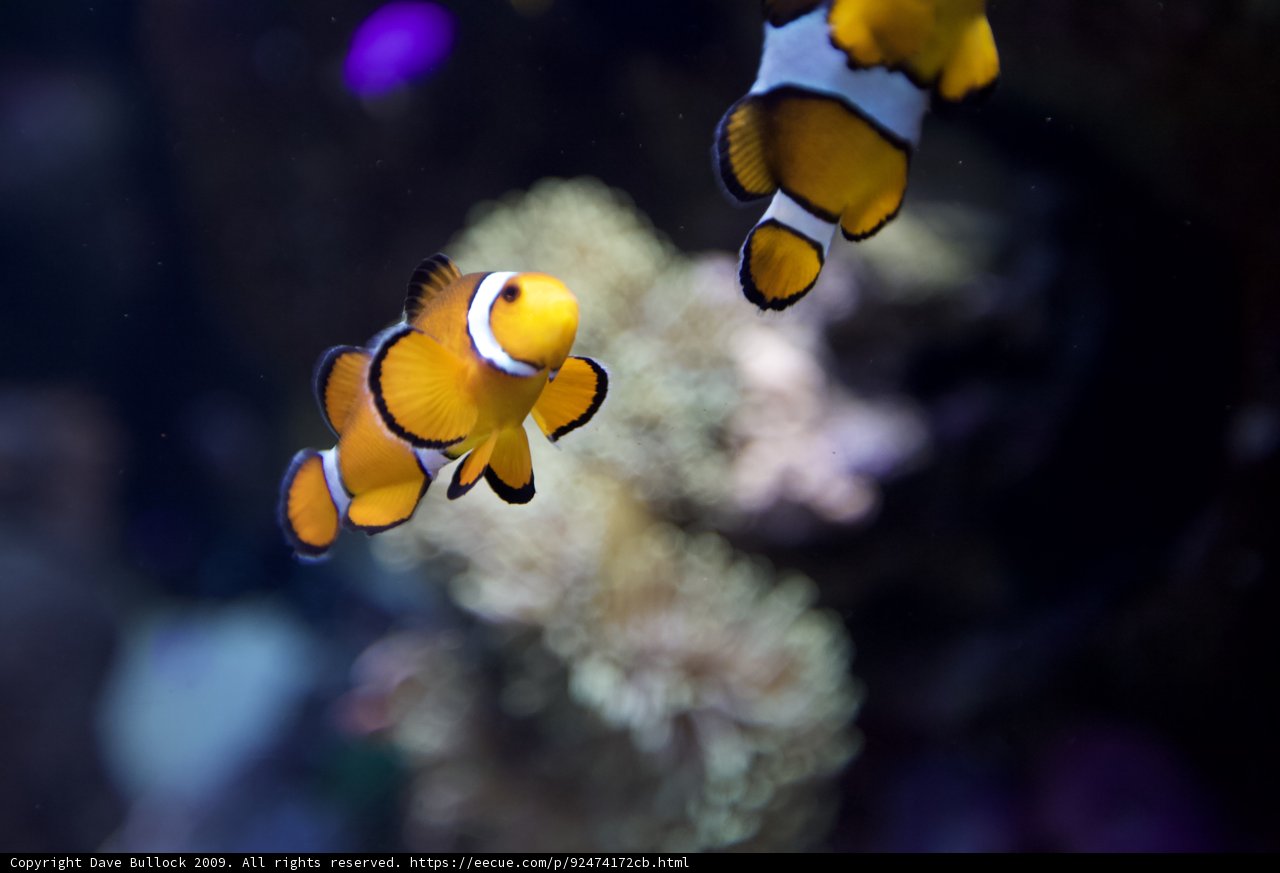 Two Amphiprion Swimming in their Underwater Paradise