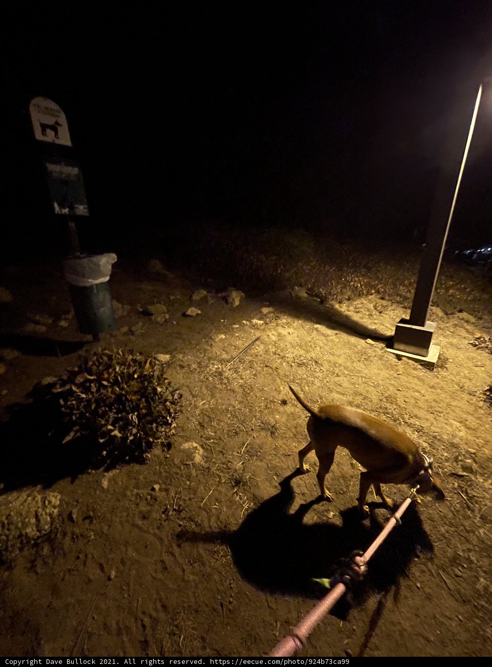 Night Walk with My Furry Friend