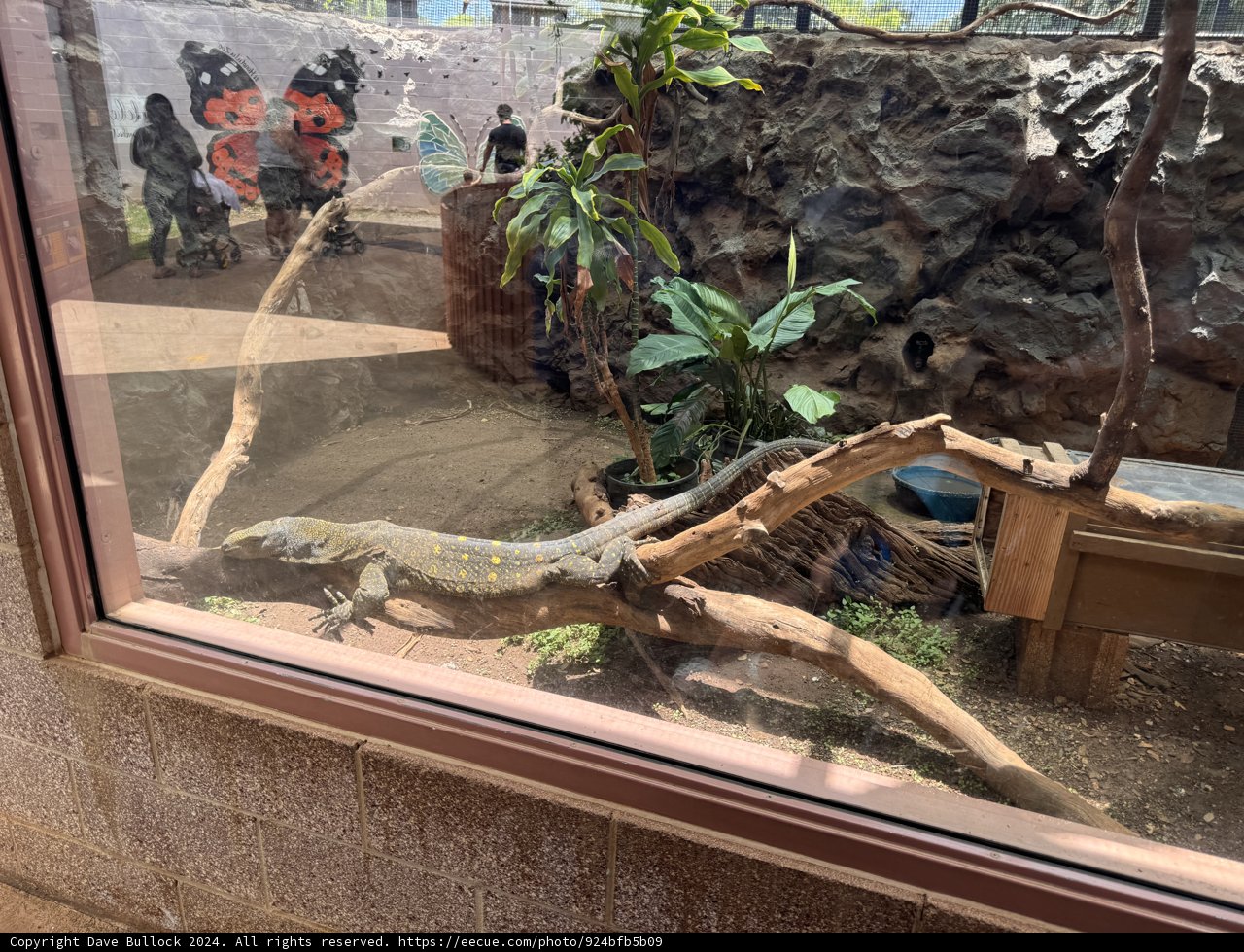Captive Beauty: A Glimpse of the Iggy at Honolulu Zoo