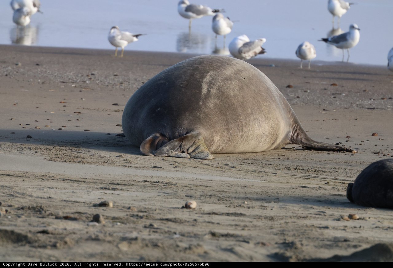 Elephant Seal Resting on Drakes Beach with Seagulls