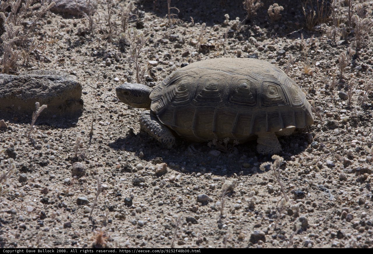 A Tortoise Trekking through the Desert