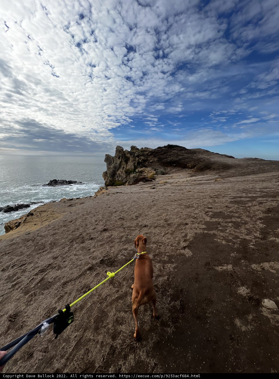 A Day at the Beach with my Furry Friend