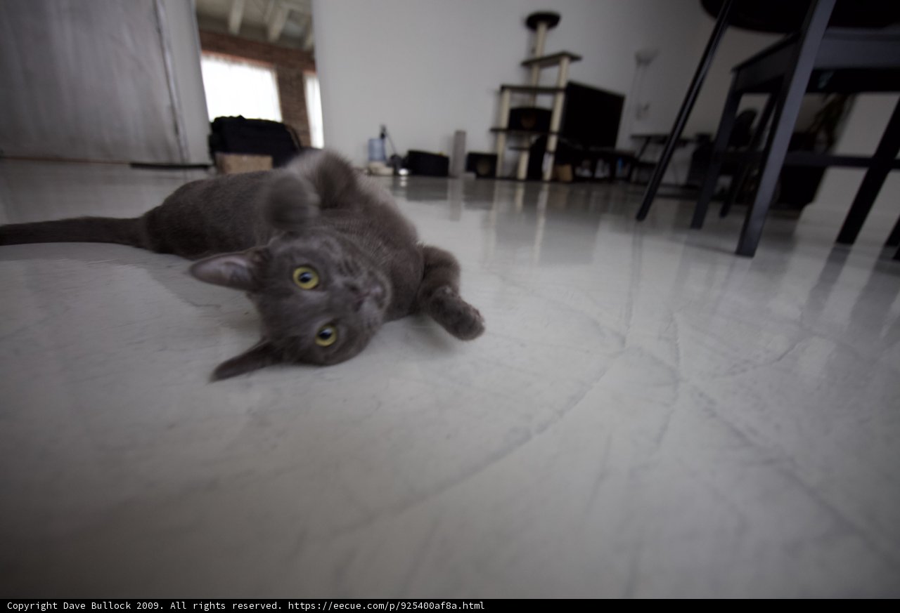 Cozy Cat Nap on Hardwood Floor