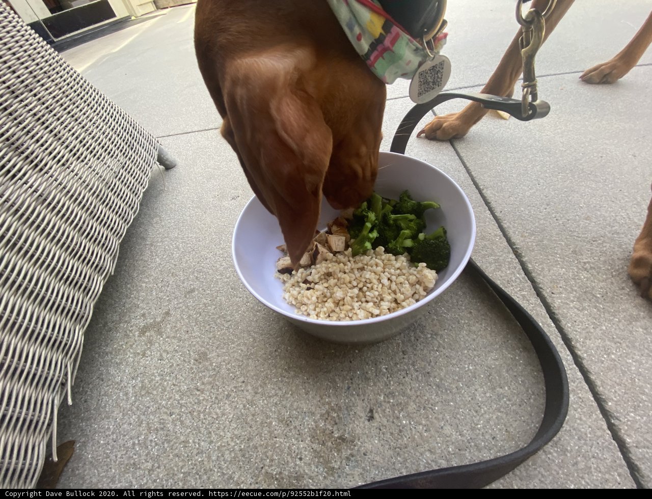 Hungry Pup on the Sidewalk