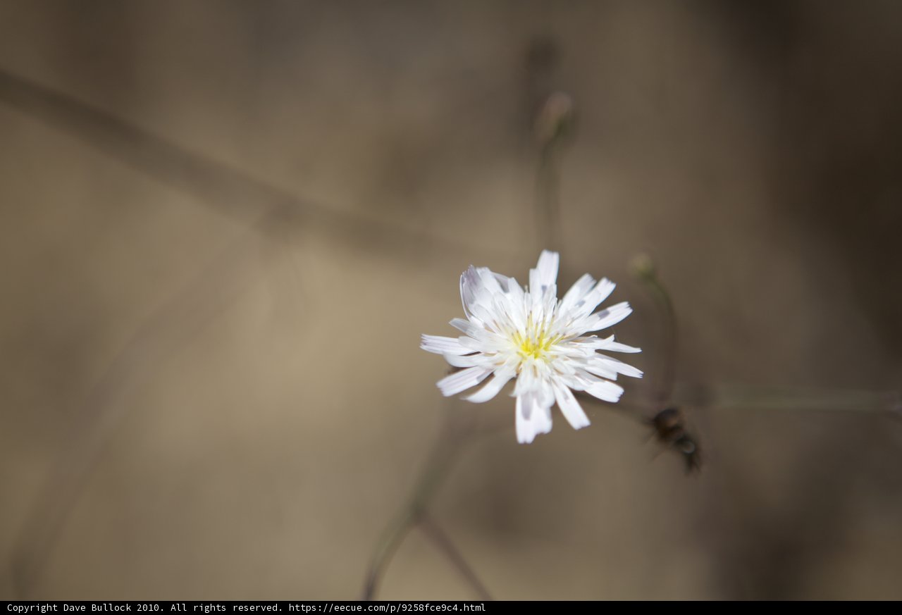 White Daisy with a Bee Visitor