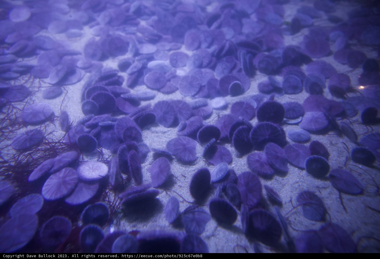 The Purple Sea Urchin Settlement