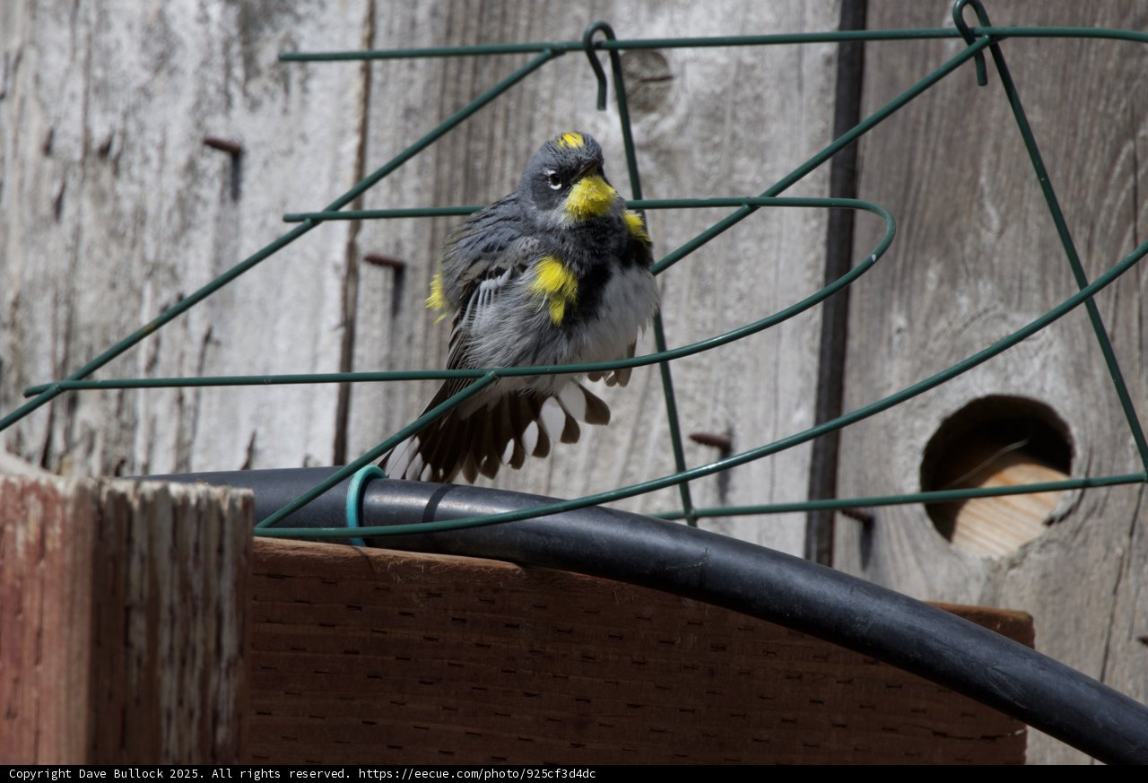 Feathered Sentinel: A Finch on Guard