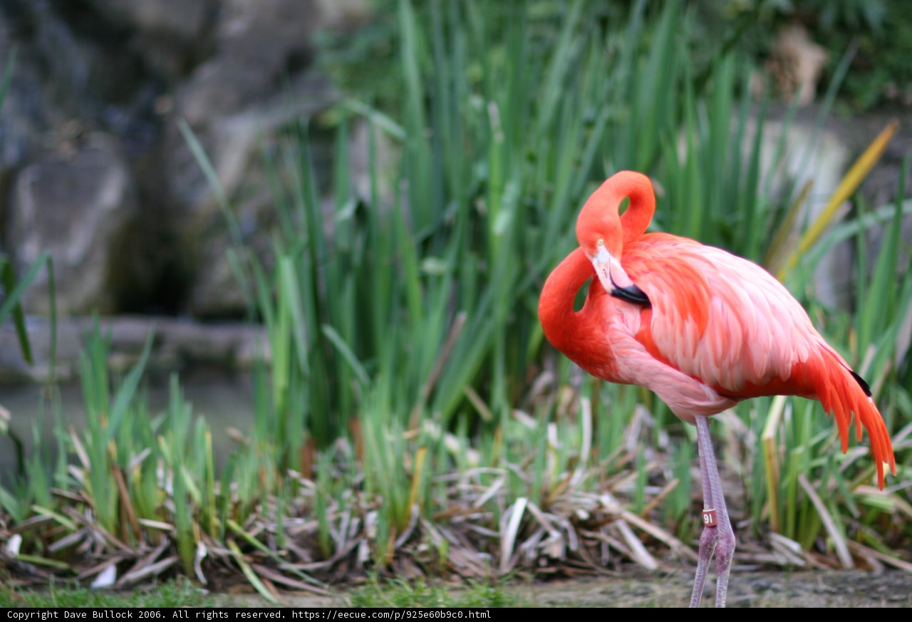 Graceful Flamingo in the Field