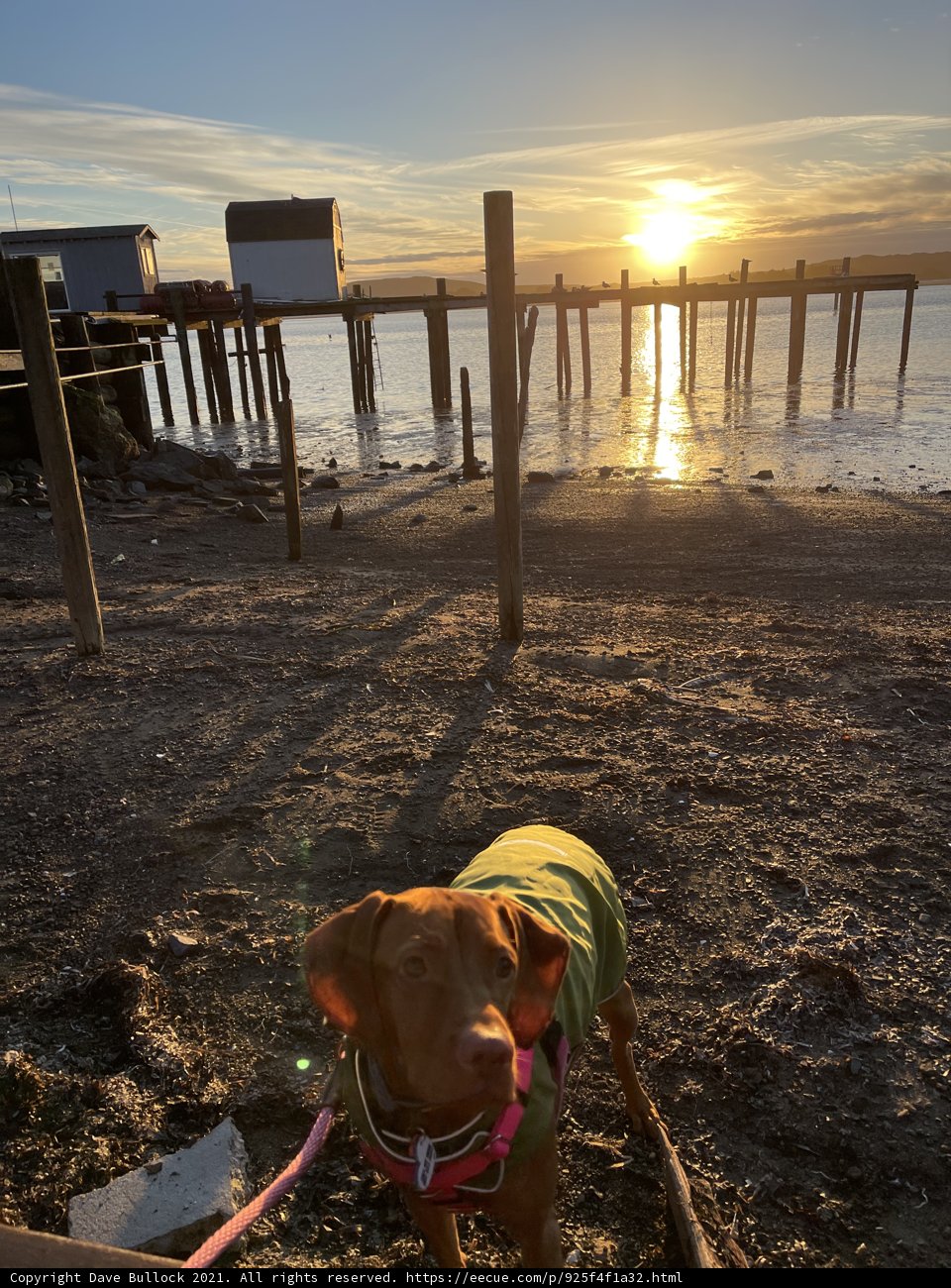 Sunset Stroll with Fido