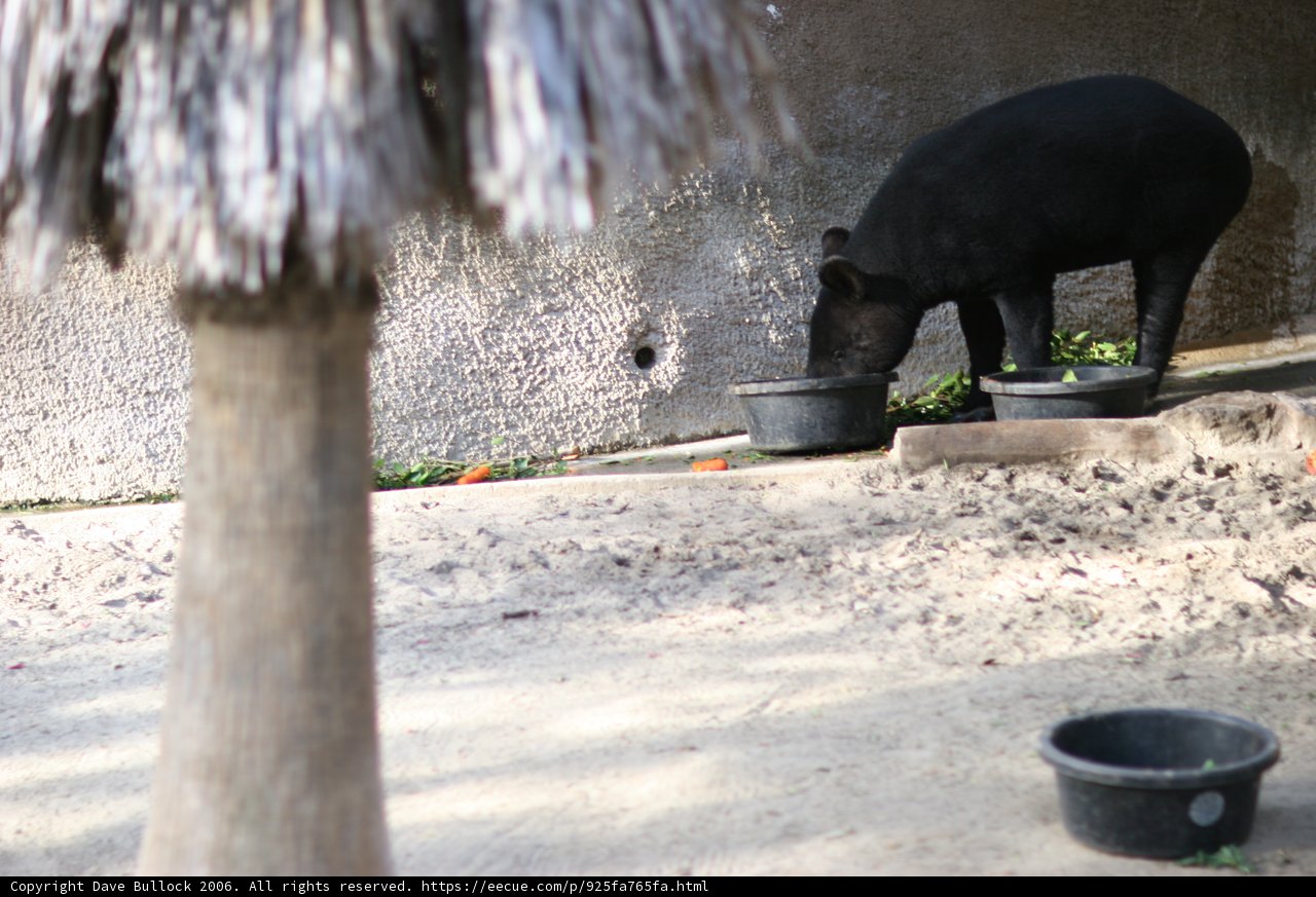 Hungry Black Bear Enjoying a Meal