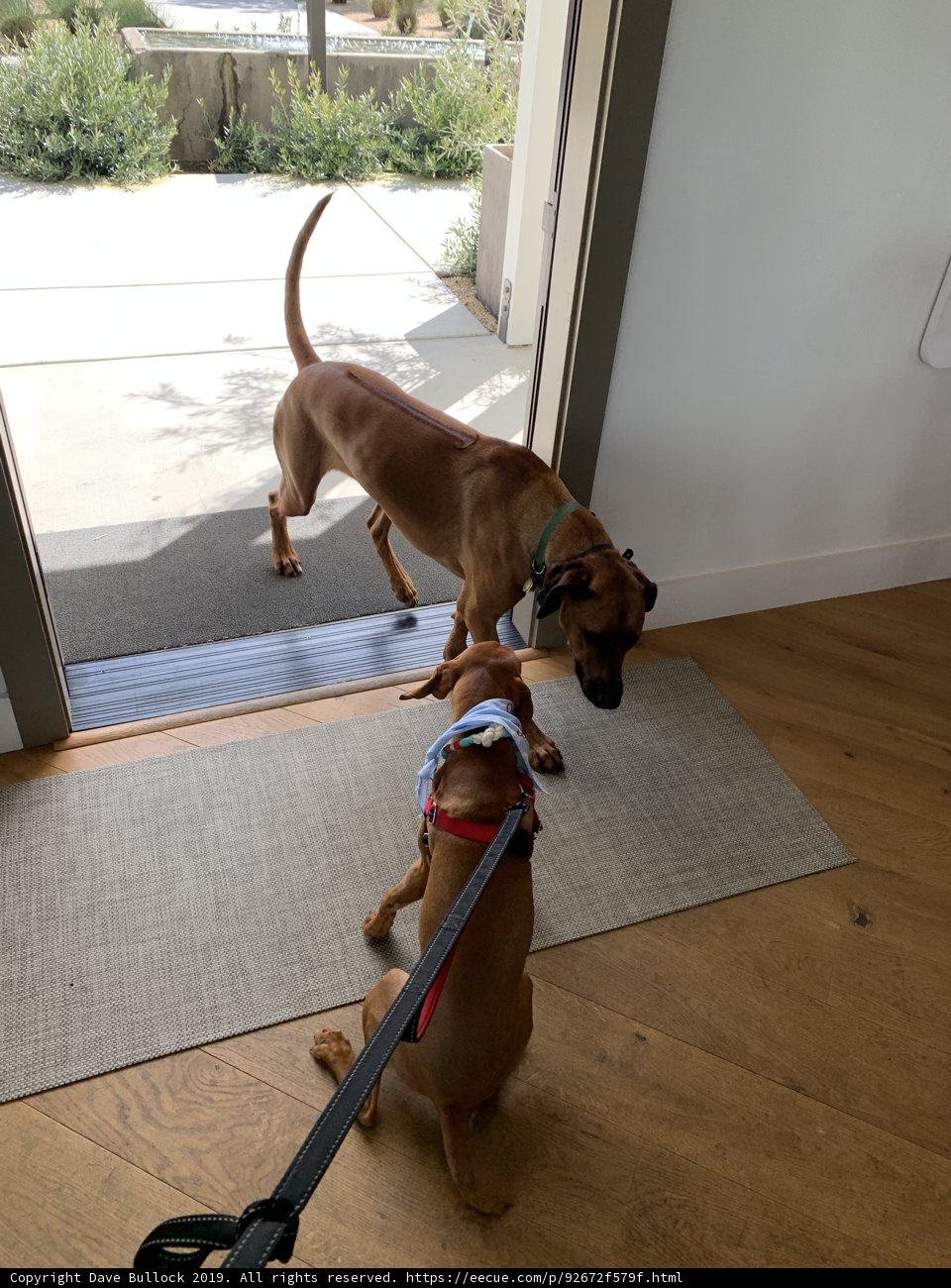Two Canine Companions Await Their Next Adventure