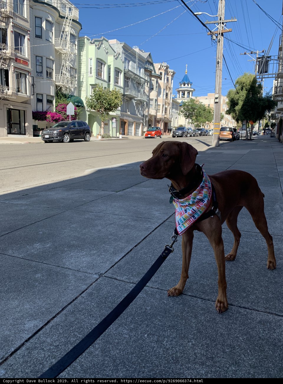 Colorful Companion on the City Streets