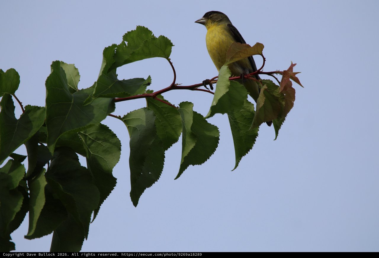 Lesser Goldfinch Perched on Birch Tree Branch
