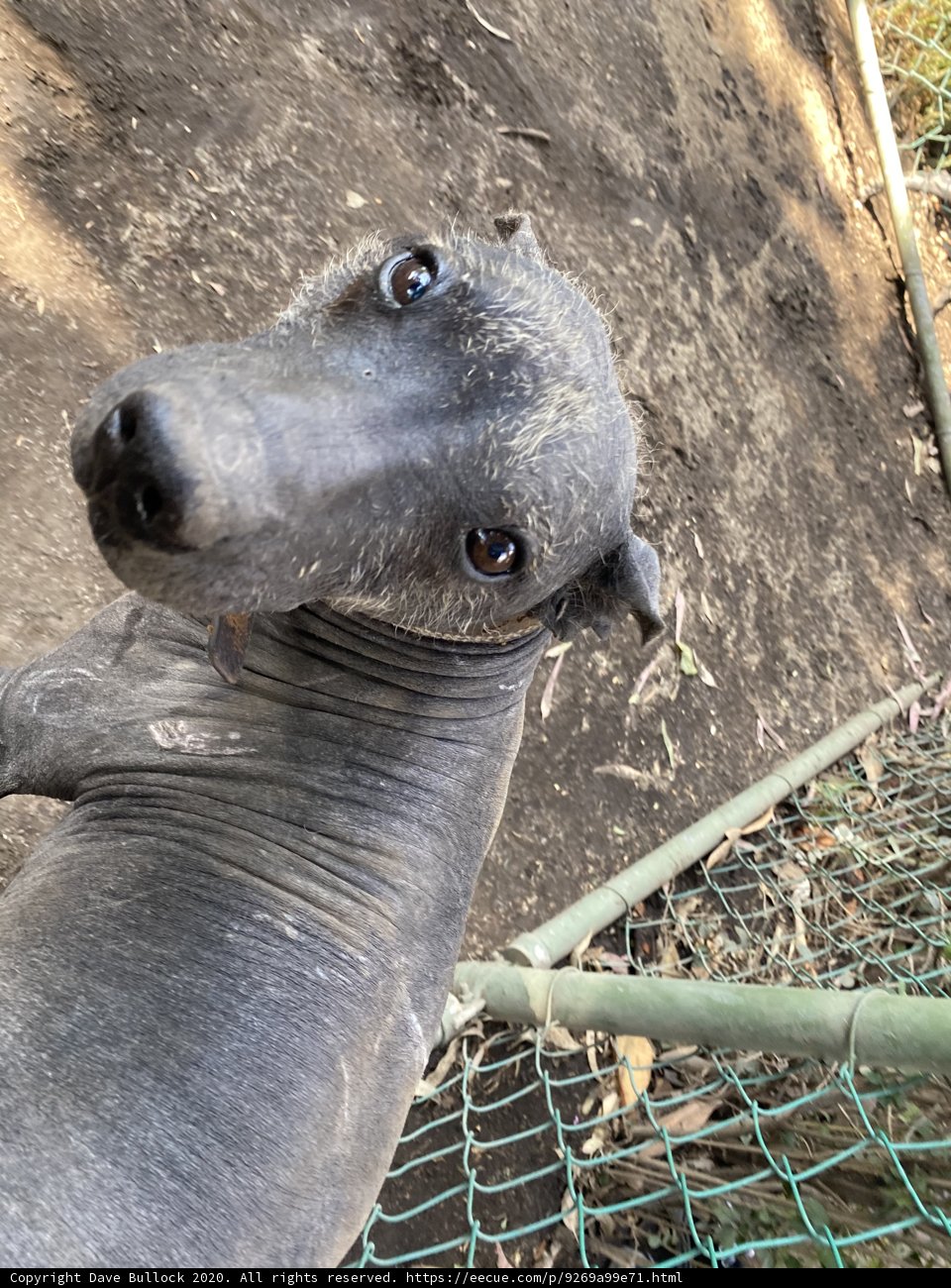 Long-nosed Friend at the Zoo